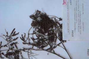 Pithecolobium arboreum (L.) Urb. var. filifolia Kitan. [холотип SOXXXXXX0128] (c) Софийски университет ‘Св. Климент Охридски’ — Хербариум на Биологически факултет (SO)