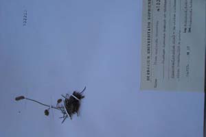 Plantago dardanae Rexhepi et Dimitrov [котип SOXXXXXX0129] (c) Софийски университет ‘Св. Климент Охридски’ — Хербариум на Биологически факултет (SO)