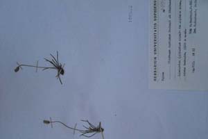 Plantago dardanae Rexhepi et Dimitrov [холотип SOXXXXXX0130] Софийски университет ‘Св. Климент Охридски’ — Хербариум на Биологически факултет (SO)