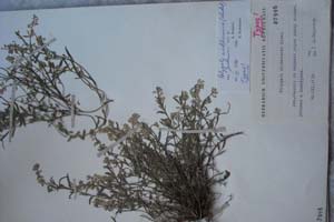 Polygala mediterranea Risso var. jordanovii [холотип SOXXXXXX0132] (c) Софийски университет ‘Св. Климент Охридски’ — Хербариум на Биологически факултет (SO)