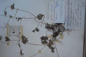 Ranunculus oreophilus Bieb. var. olympicus [холотип SOXXXXXX0133] (c) Софийски университет ‘Св. Климент Охридски’ — Хербариум на Биологически факултет (SO)
