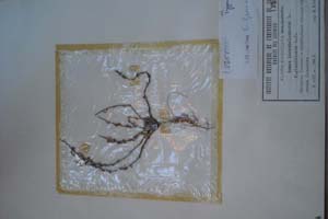 Rumex bucephaloides L. [холотип SOXXXXXX0134] (c) Софийски университет ‘Св. Климент Охридски’ — Хербариум на Биологически факултет (SO)