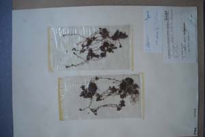 Saxigraga glabella Bertol. var. olympica [холотип SOXXXXXX0137] (c) Софийски университет ‘Св. Климент Охридски’ — Хербариум на Биологически факултет (SO)