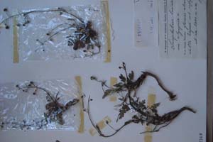 Scrophularia laciniata W.K. var. olympica [холотип SOXXXXXX0139] (c) Софийски университет ‘Св. Климент Охридски’ — Хербариум на Биологически факултет (SO)