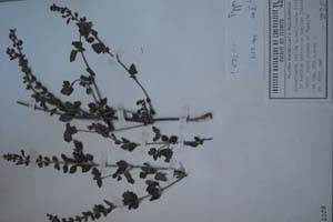 Scutellaria albida L. ssp. thasia Stoj. et Kit. [холотип SOXXXXXX0141] (c) Софийски университет ‘Св. Климент Охридски’ — Хербариум на Биологически факултет (SO)