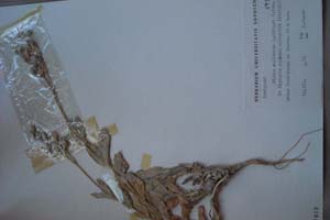 Silene caliacrae D. Jord. et P. Pan. [изотип SOXXXXXX0143] (c) Софийски университет ‘Св. Климент Охридски’ — Хербариум на Биологически факултет (SO)