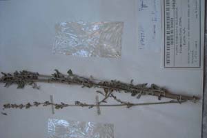 Silene densifolia D'Urv. f. alta [холотип SOXXXXXX0144] (c) Софийски университет ‘Св. Климент Охридски’ — Хербариум на Биологически факултет (SO)