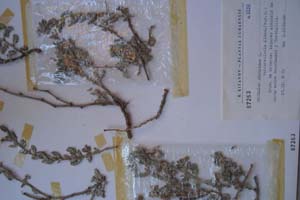 Tribulus cistoides L. var. arenicola Kitan. [тип SOXXXXXX0156] (c) Софийски университет ‘Св. Климент Охридски’ — Хербариум на Биологически факултет (SO)