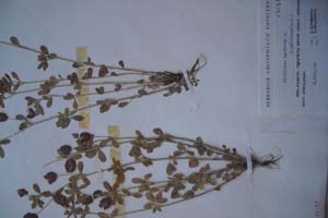 Trifolium agrarium L. f. pallida [тип SOXXXXXX0158] (c) Софийски университет ‘Св. Климент Охридски’ — Хербариум на Биологически факултет (SO)