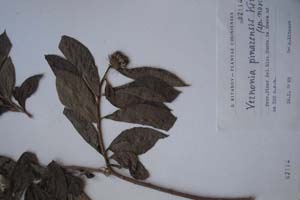 Vernonia pinarensis Kitan. [тип SOXXXXXX0161] (c) Софийски университет ‘Св. Климент Охридски’ — Хербариум на Биологически факултет (SO)