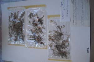 Alyssum montanum L. ssp.graecum Hal. f. nana Stoj. et Jord. [холотип SOXXXXXX0167] (c) Софийски университет ‘Св. Климент Охридски’ — Хербариум на Биологически факултет (SO)