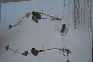 Doronicum caucasicum MB. f. hirsutior [изотип SOXXXXXX0168] (c) Софийски университет ‘Св. Климент Охридски’ — Хербариум на Биологически факултет (SO)