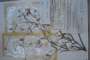 Scabiosa hispidula Boiss. f. subglabrata Stoj. [холотип SOXXXXXX0169] (c) Софийски университет ‘Св. Климент Охридски’ — Хербариум на Биологически факултет (SO)