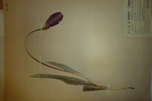 Tulipa rhodopaea Vel. var. achtarovii Delip. [изотип SOAXXXXX0197] (c) Аграрен университет — Пловдив — Хербариум (SOA)