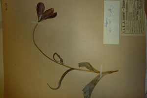 Tulipa rhodopaea Vel. var. achtarovii Delip. [изотип SOAXXXXX0196] (c) Аграрен университет — Пловдив — Хербариум (SOA)