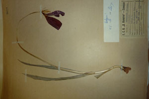 Tulipa rhodopaea Vel. var. achtarovii Delip. [холотип SOAXXXXX0195] (c) Аграрен университет — Пловдив — Хербариум (SOA)