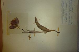 Tulipa splendenss Delip. [холотип SOAXXXXX0198] (c) Аграрен университет — Пловдив — Хербариум (SOA)