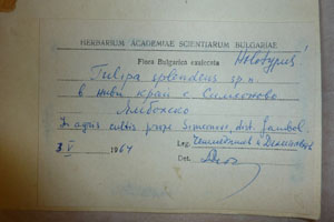 Tulipa splendenss Delip. [холотип SOAXXXXX0198] (2) (c) Аграрен университет — Пловдив — Хербариум (SOA)