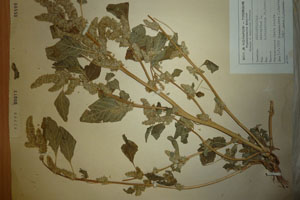 Amaranthus bulgaricus Iv. Kovatch. [холотип SOAXXXXX0520] (c) Аграрен университет — Пловдив — Хербариум (SOA)