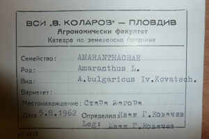 Amaranthus bulgaricus Iv. Kovatch. [холотип SOAXXXXX0520] (2) (c) Аграрен университет — Пловдив — Хербариум (SOA)