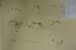 Arenaria rhodopaea Delip. [holotype SOAXXXXX0022] (c) Agricultural University of Plovdiv — Herbarium (SOA)