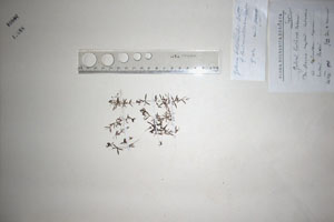 Galium lovcense Urumov [holotype SOAXXXXX0053] (c) Agricultural University of Plovdiv — Herbarium (SOA)
