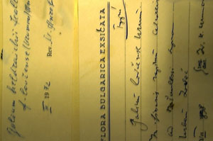 Galium lovcense Urumov [holotype SOAXXXXX0053] (2) (c) Agricultural University of Plovdiv — Herbarium (SOA)