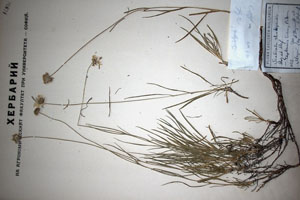 Scabiosa rhodopaea Stoj. et Stef. [lectotype SOAXXXXX0152] (c) Agricultural University of Plovdiv — Herbarium (SOA)