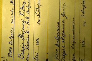 Crepis stojanovii T.Georg. [lectotype SOAXXXXX0042] (c) Agricultural University of Plovdiv — Herbarium (SOA)