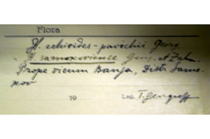 Hieracium erhioides-pavichii Georg. [type SOAXXXXX0061] (c) Agricultural University of Plovdiv — Herbarium (SOA)
