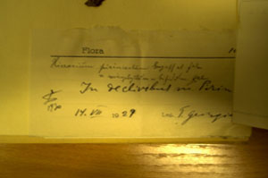 Hieracium pirnicolum Georgieff et Zahm [lectotype SOAXXXXX0056] (c) Agricultural University of Plovdiv — Herbarium (SOA)