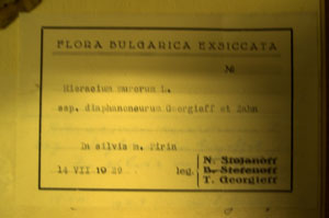 Hieracium murorum L. ssp. diaphanoneurum Georgieff et Zahn. [lectotype SOAXXXXX0059] (c) Agricultural University of Plovdiv — Herbarium (SOA)