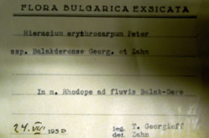 Hieracium erythrocarpum Peter. erythrocarpum Peter. ssp. balakderense Georg. et Zahn. [lectotype SOAXXXXX0064] (c) Agricultural University of Plovdiv — Herbarium (SOA)