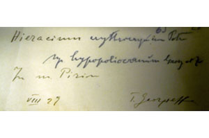 Hieracium erythrocarpum Peter. hypopolicarmum Georg. [lectotype SOAXXXXX0063] (c) Agricultural University of Plovdiv — Herbarium (SOA)