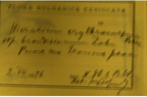 Hieracium erythrocarpum Peter. erythrocarpum Peter. ssp. branisiamum Zahn [lectotype SOAXXXXX0065] (c) Agricultural University of Plovdiv — Herbarium (SOA)