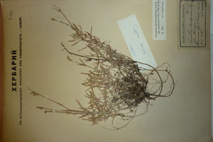 Cerastium banaticum (Koch) Heuff. var. leontopodium Stoj. & Stef. [lectotype SOAXXXXX0031] (c) Agricultural University of Plovdiv — Herbarium (SOA)