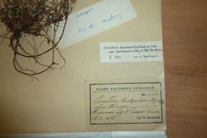 Cerastium banaticum (Koch) Heuff. var. leontopodium Stoj. & Stef. [lectotype SOAXXXXX0031] (2) (c) Agricultural University of Plovdiv — Herbarium (SOA)