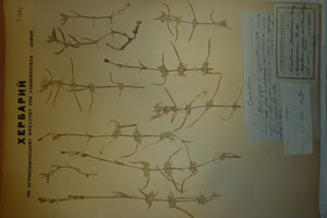 Cerastium banaticum Vandas var. leontopodium Stoj. & Stef. [лектотип SOAXXXXX0307] (c) Аграрен университет — Пловдив — Хербариум (SOA)