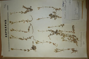 Cerastium rhodopaeum T.Georgieff [лектотип SOAXXXXX0305] (c) Аграрен университет — Пловдив — Хербариум (SOA)