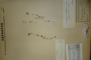 Cerastium rhodopaeum var. glandulosum Т. Georg. [лектотип SOAXXXXX0310] (c) Аграрен университет — Пловдив — Хербариум (SOA)