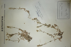 Cerastium alpinum L. var. glandulosum Т. Georg. [изолектотип SOAXXXXX0311] (c) Аграрен университет — Пловдив — Хербариум (SOA)