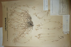 Cerastium [lectotype SOAXXXXX0030] (c) Agricultural University of Plovdiv — Herbarium (SOA)