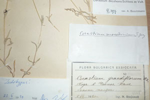 Cerastium [lectotype SOAXXXXX0030] (2) (c) Agricultural University of Plovdiv — Herbarium (SOA)