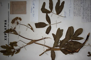 Laserpitium garganicum Penare garganicum Penare var. balkanica [lectotype SOAXXXXX0091] (c) Agricultural University of Plovdiv — Herbarium (SOA)