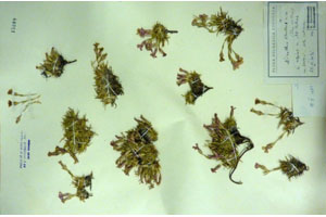 Dianthus simulans St.St. [lectotype SOAXXXXX0049] (c) Agricultural University of Plovdiv — Herbarium (SOA)