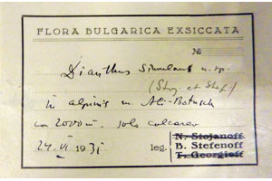 Dianthus simulans St.St. [lectotype SOAXXXXX0049] (2) (c) Agricultural University of Plovdiv — Herbarium (SOA)