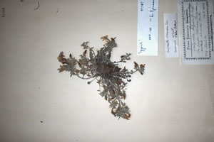 Campanula bulgarica Davidoff [lectotype SOAXXXXX0027] (c) Agricultural University of Plovdiv — Herbarium (SOA)