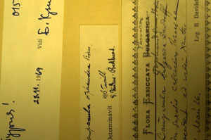 Campanula bulgarica Davidoff [lectotype SOAXXXXX0027] (2) (c) Agricultural University of Plovdiv — Herbarium (SOA)