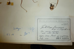 Fritillaria drenovskii Deg. et Stojanoff [lectotype SOAXXXXX0052] (2) (c) Agricultural University of Plovdiv — Herbarium (SOA)