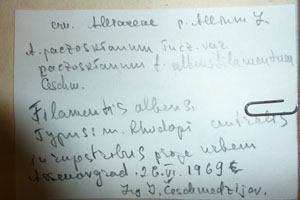 Allium paczoskianum Turz. f. albensfilamentum Ceschm. [холотип SOAXXXXX0505] (2) (c) Аграрен университет — Пловдив — Хербариум (SOA)